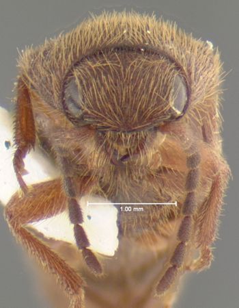 Media type: image;   Entomology 24391 Aspect: head frontal view
